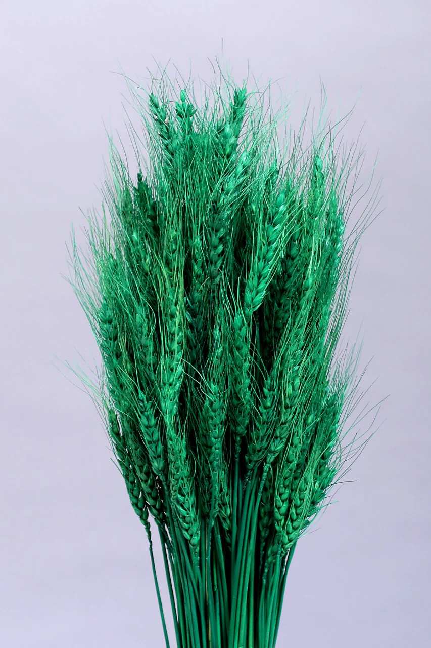 WHEATGRASS-DARK GREEN COLOUR